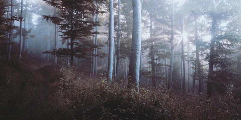 Kubernetes网络模型深度剖析：CNI插件选型、多租户隔离与性能优化实战指南